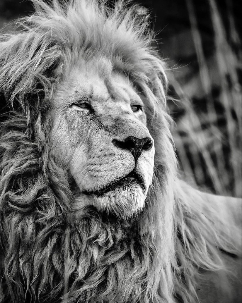 25 great photos of lions from the famous predator photographer Simon Needham