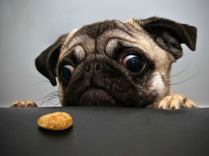 25 Master Animals That Will Trick You into Cookies