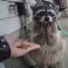 25 Master Animals That Will Trick You into Cookies