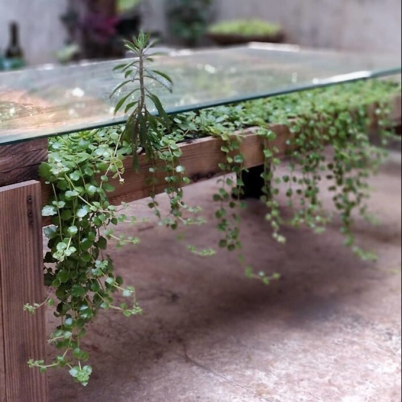 25 mesas con "jardines" de suculentas