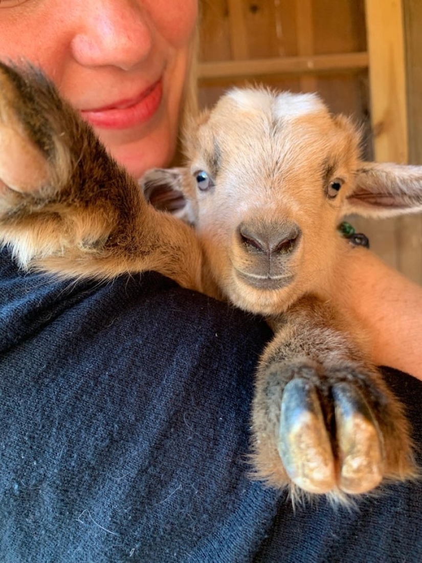 25 mullidas y lindas pruebas de que las cabras bebé pueden eclipsar a los gatitos y cachorros con su dulzura