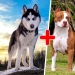 25 of the most unusual breeds of dogs obtained by crossing the