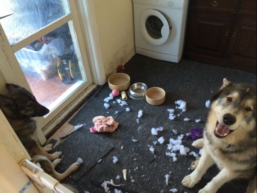 25 people who left their furry ones at home alone and bitterly regretted it