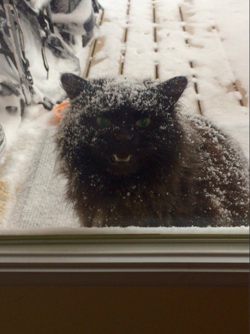 25 pets that need to get inside right now