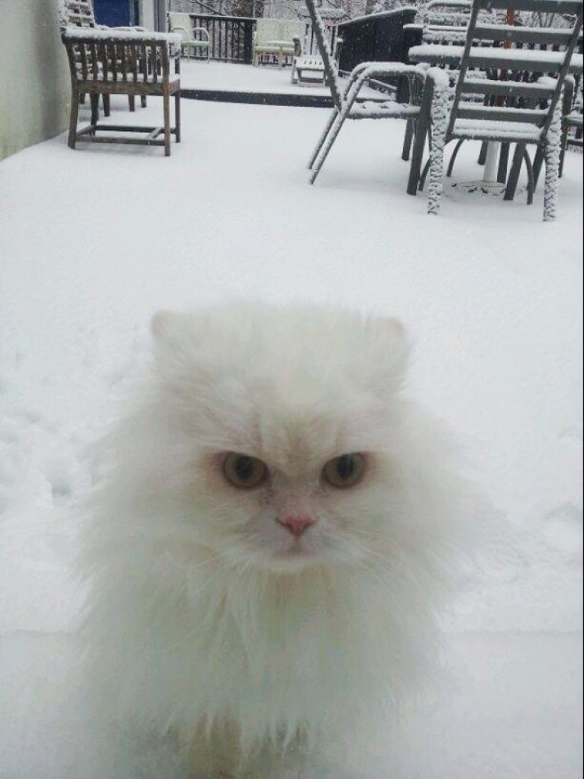 25 pets that need to get inside right now