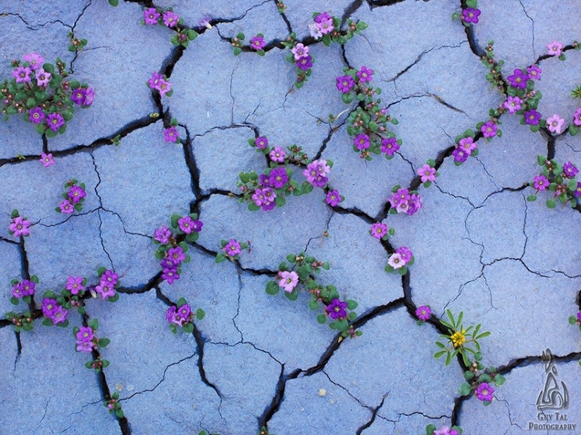 25 photos that nature is the strongest
