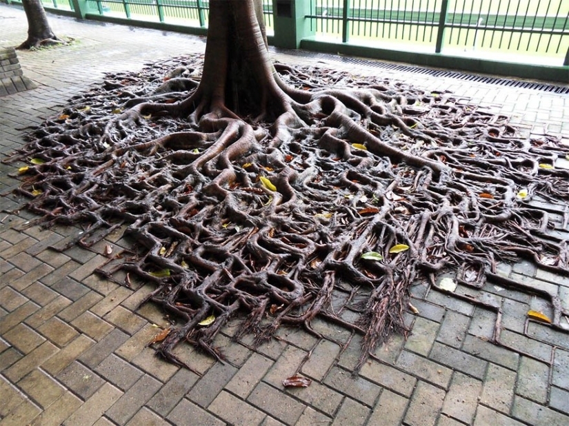 25 photos that nature is strongest