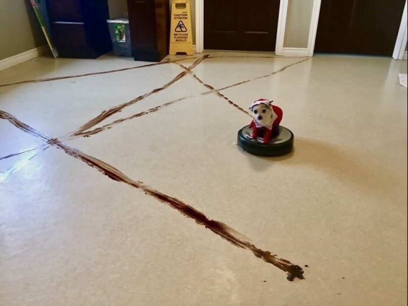25 proofs that robot vacuum cleaners are still pranksters