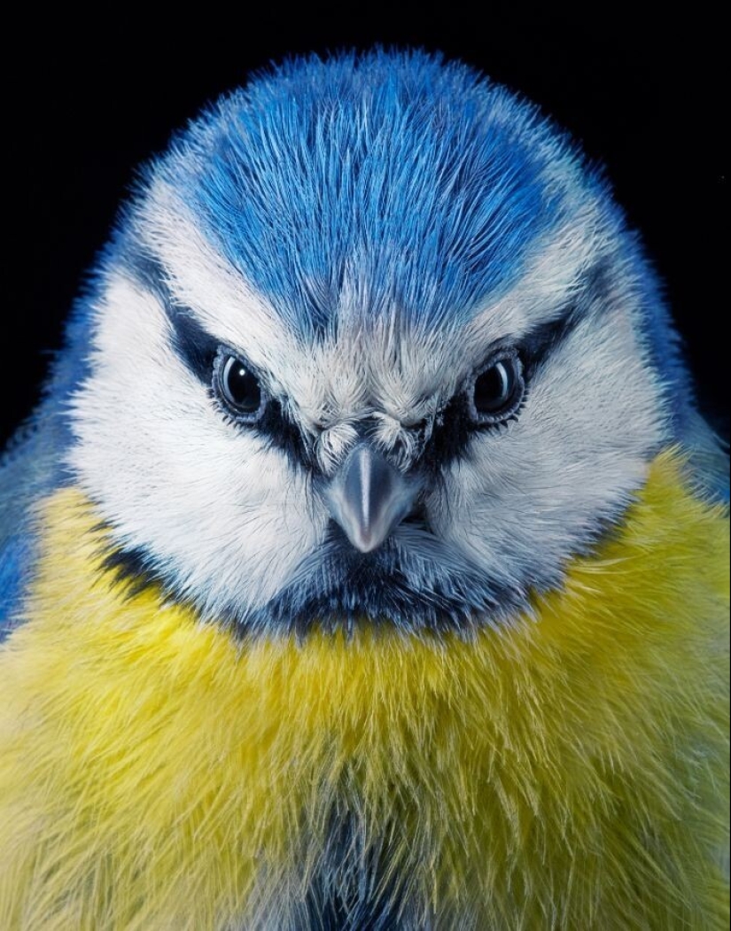 25 retratos de aves increíblemente hermosos