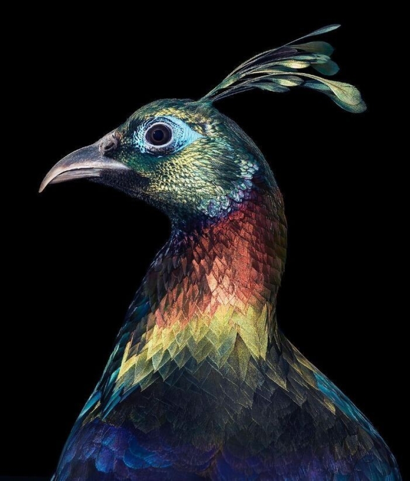 25 retratos de aves increíblemente hermosos