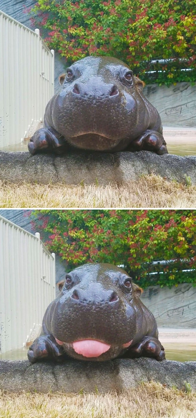 25 touching animals that "don't feed bread", just let them show their tongue