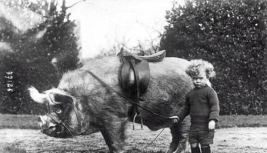 ¡26 hechos históricos extraños de los Nichosi! ¡26 hechos históricos extraños de los Nichosi!