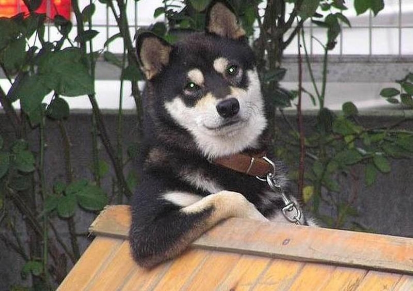 27 razones por las que los perros Shiba Inu son los mejores
