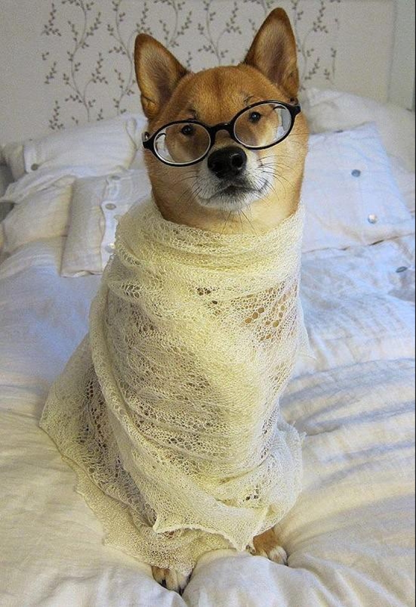 27 reasons why Shiba Inu dogs are the best