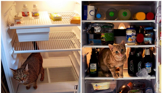 3 best refrigerator photo stories