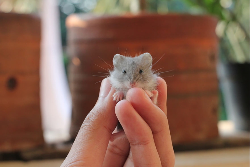 30 cute hamsters-mimimi rolls over!