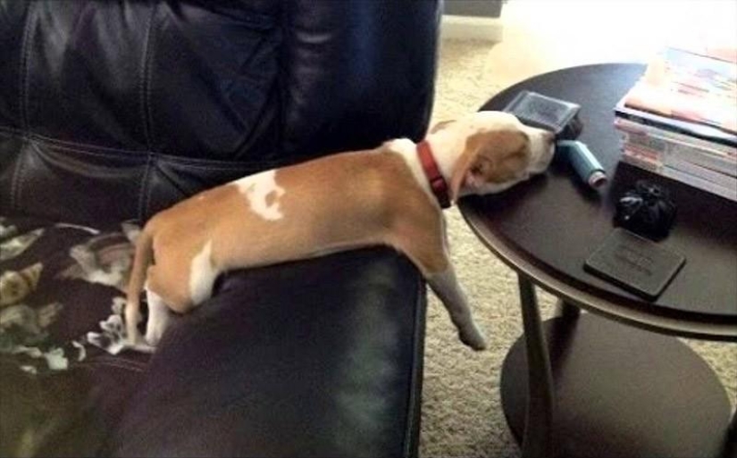 30 dogs in the most unimaginable poses in a dream