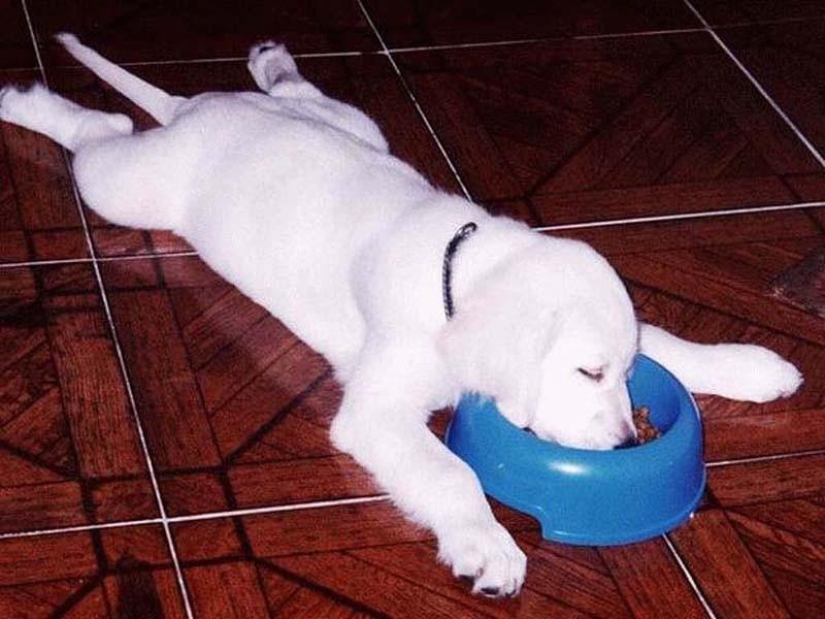 30 dogs in the most unimaginable poses in a dream