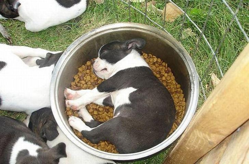 30 dogs in the most unimaginable poses in a dream