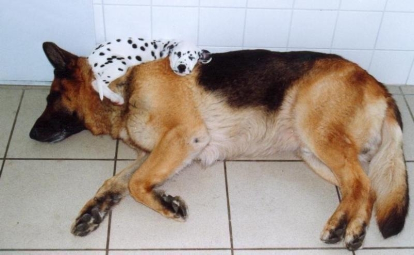 30 dogs in the most unimaginable poses in a dream