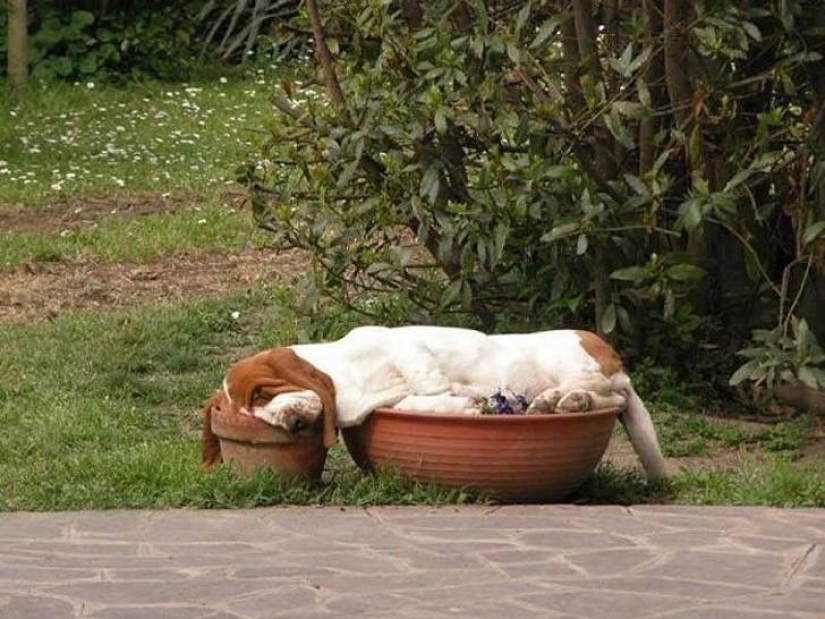 30 dogs in the most unimaginable poses in a dream