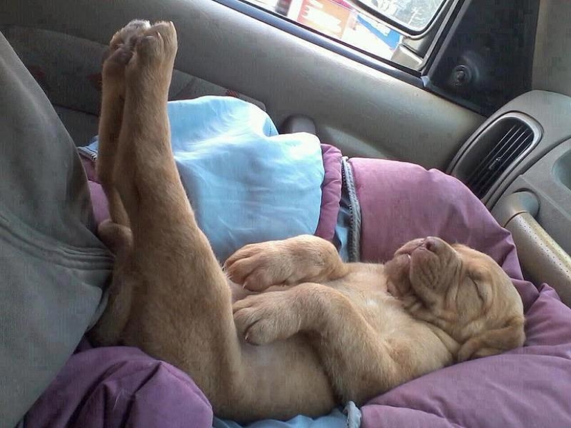 30 dogs in the most unimaginable poses in a dream