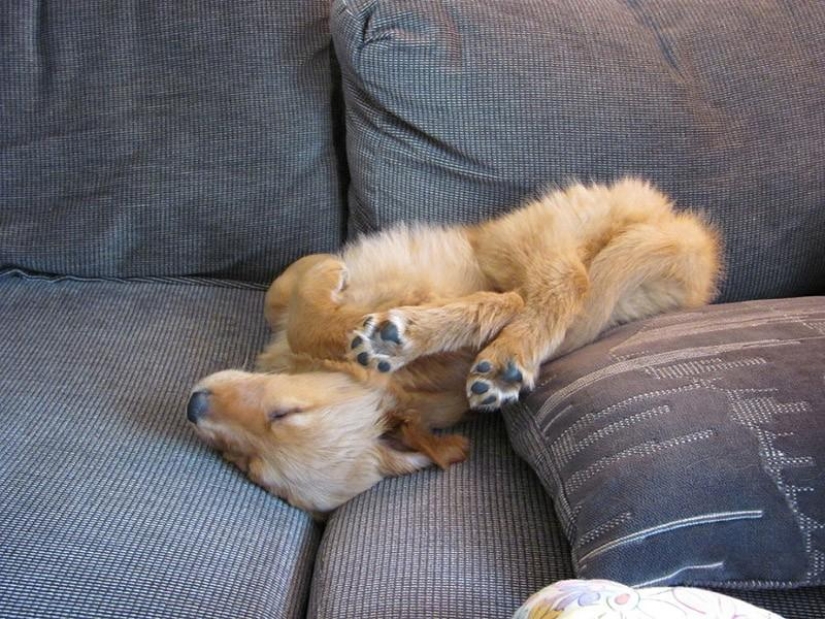 30 dogs in the most unimaginable poses in a dream