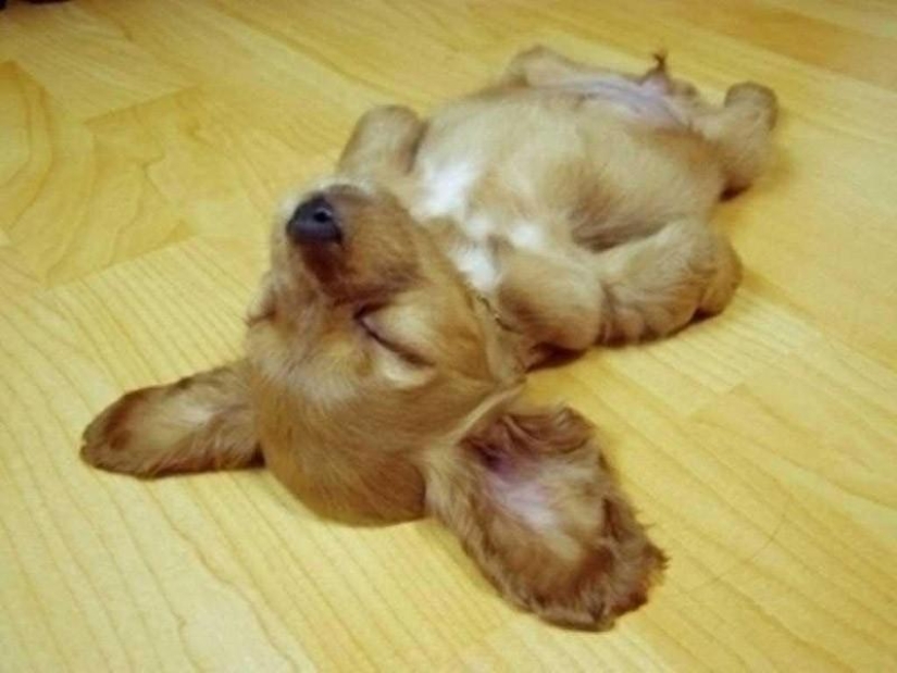 30 dogs in the most unimaginable poses in a dream