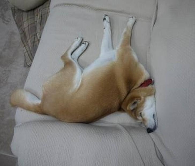 30 dogs in the most unimaginable poses in a dream