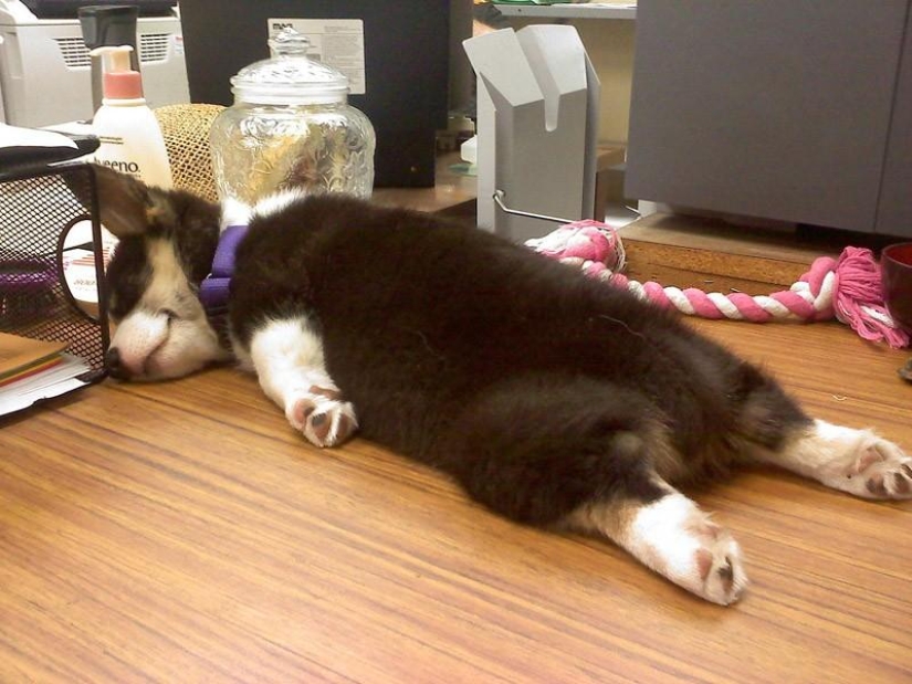 30 dogs in the most unimaginable poses in a dream