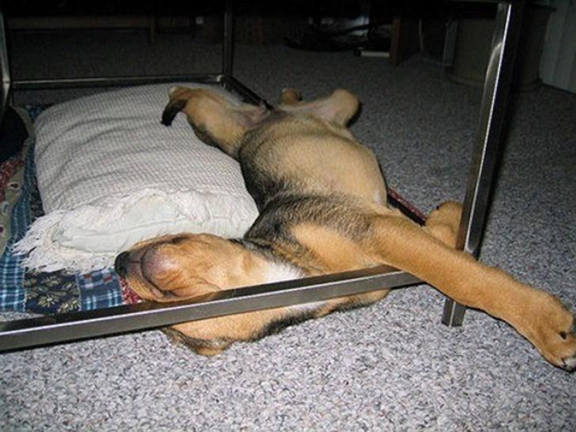 30 dogs in the most unimaginable poses in a dream