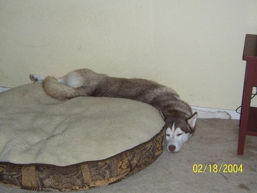 30 dogs in the most unimaginable poses in a dream