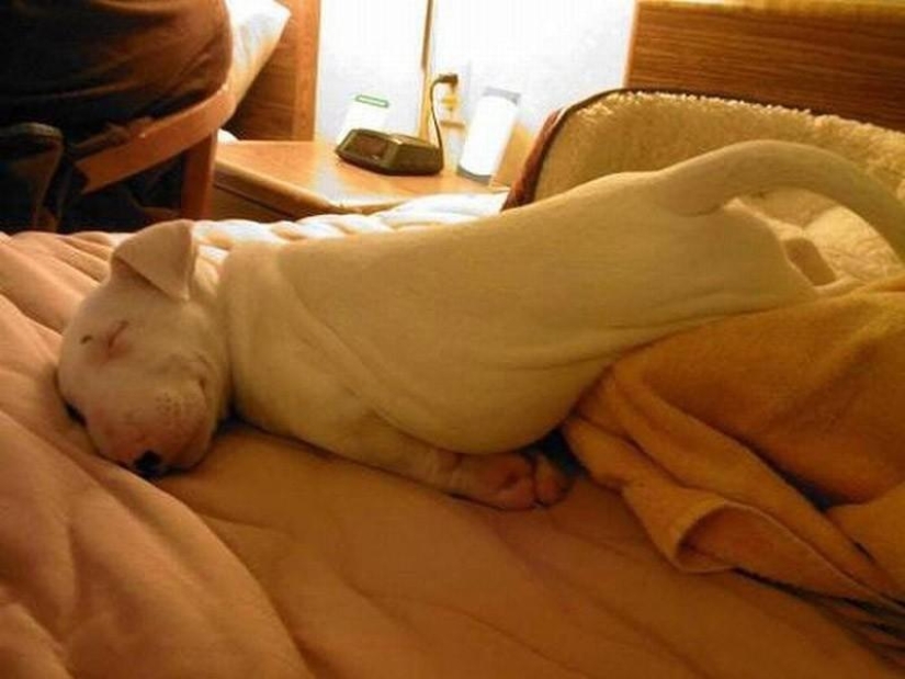 30 dogs in the most unimaginable poses in a dream