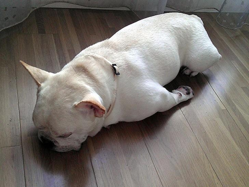 30 dogs in the most unimaginable poses in a dream