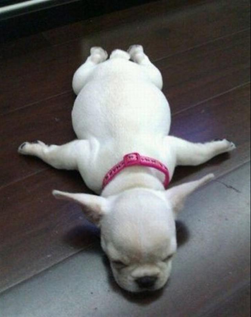 30 dogs in the most unimaginable poses in a dream