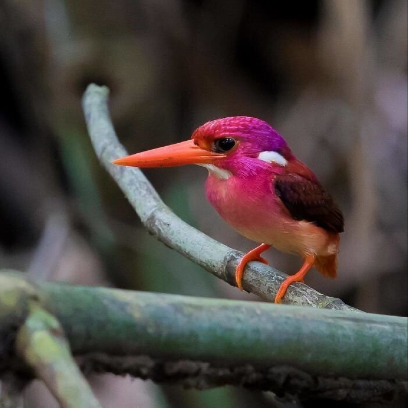 30 extremadamente hermosas aves que usted puede no haber oído hablar de