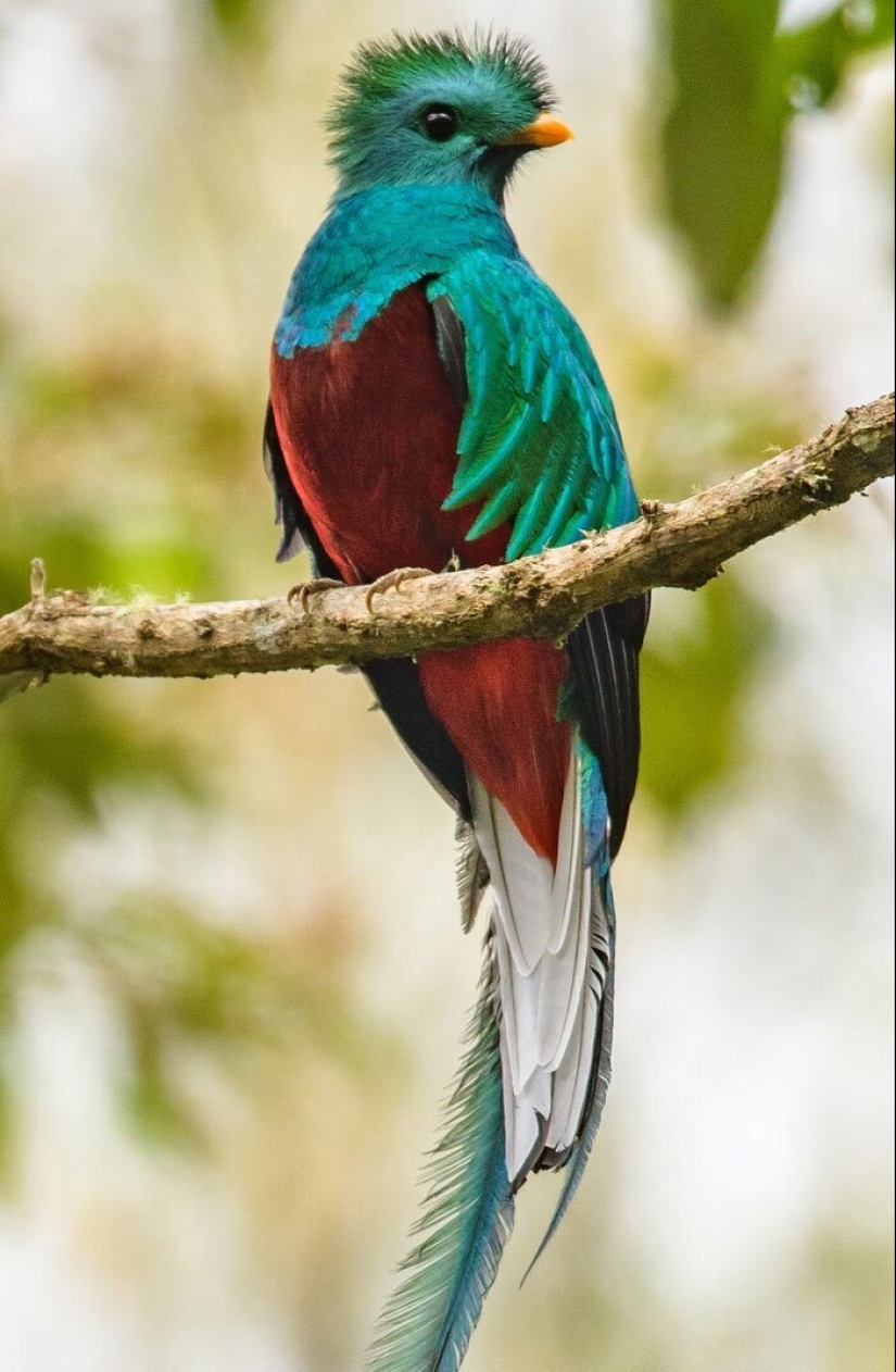30 extremadamente hermosas aves que usted puede no haber oído hablar de