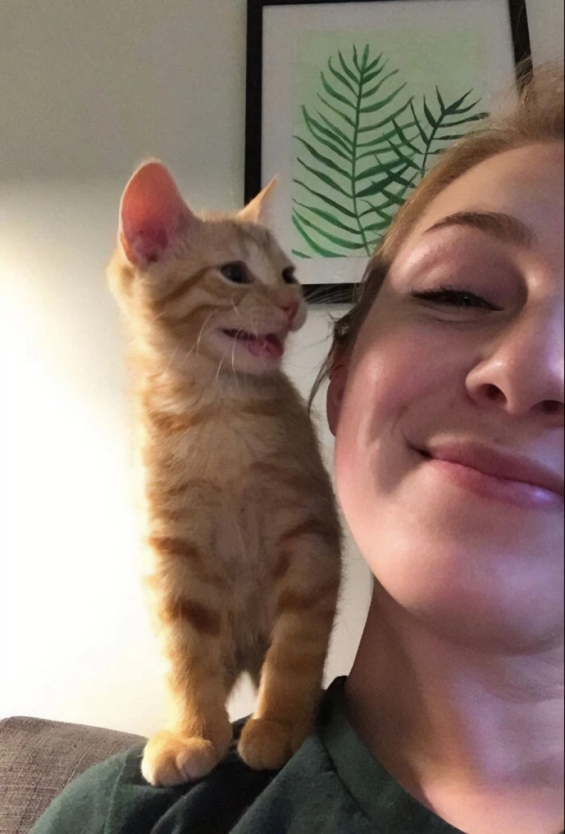 30 fotos con gatitos, cuando los miras, se puede escuchar un fuerte " Miau»