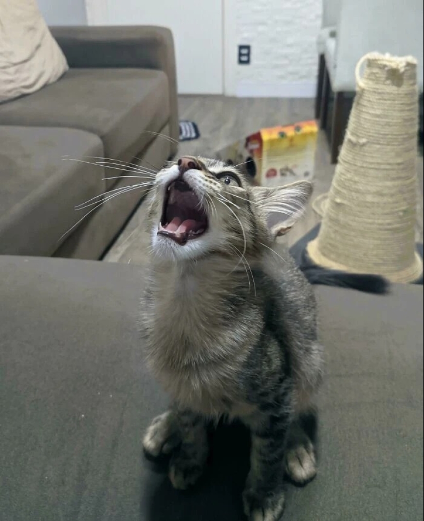 30 fotos con gatitos, cuando los miras, se puede escuchar un fuerte " Miau»