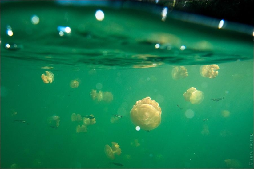 30 fotos de un lago lleno de medusas