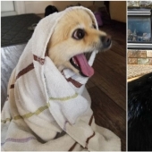 30 fotos divertidas con perros que parecen haber roto