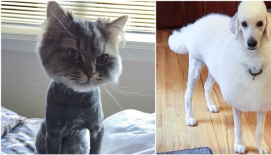 30 fotos divertidas de perros y gatos después de un mal corte de pelo