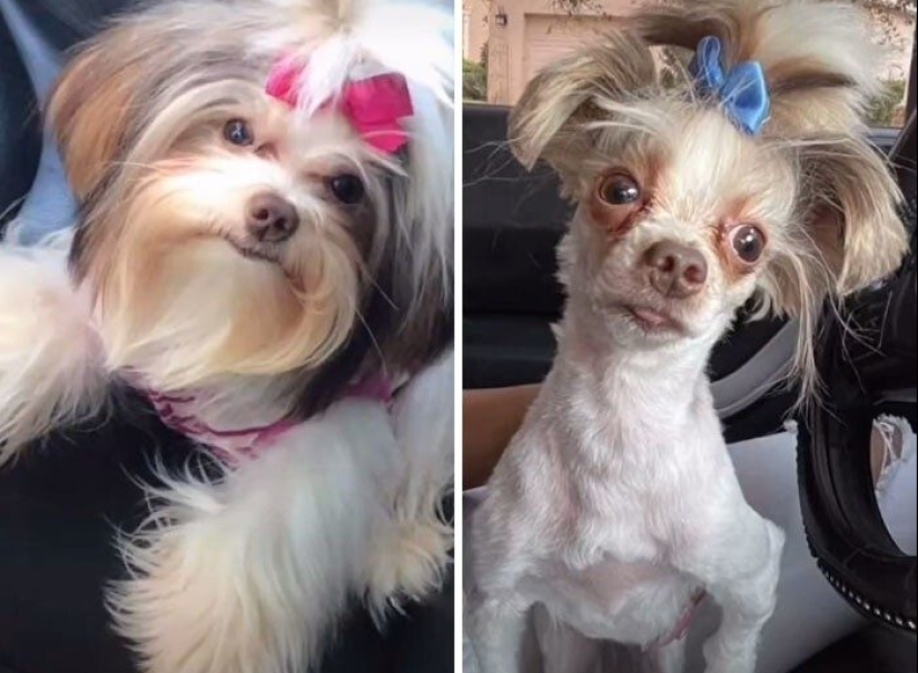 30 fotos divertidas de perros y gatos después de un mal corte de pelo