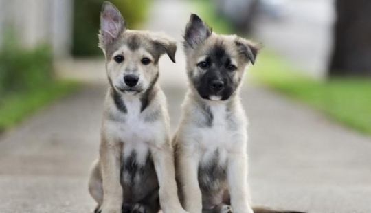 30 fotos-evidencia de que los cachorros con una oreja levantada son 90% más lindos de lo normal