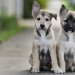 30 fotos-evidencia de que los cachorros con una oreja levantada son 90% más lindos de lo normal