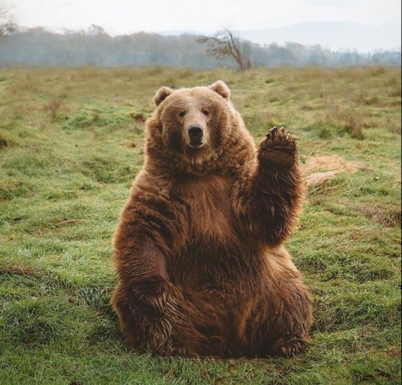 30 funny bears that are guaranteed to cheer you up