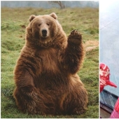 30 funny bears that are guaranteed to cheer you up