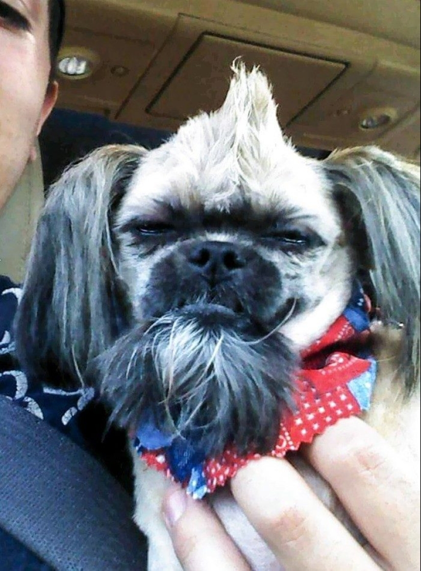 30 funny photos of dogs and cats after a bad haircut