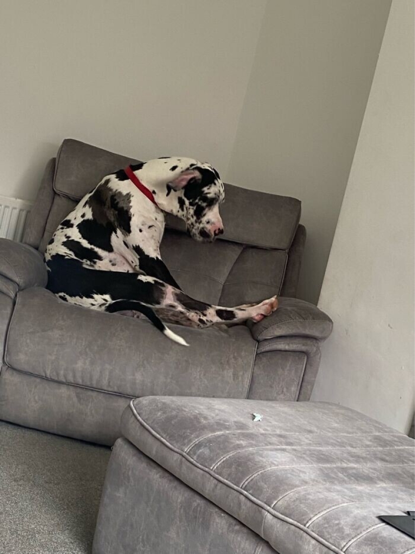30 funny photos with animals that are guaranteed to cheer you up