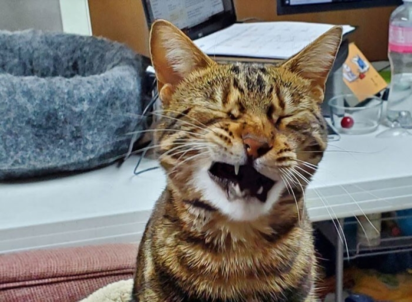 30 funny photos with animals that are guaranteed to cheer you up